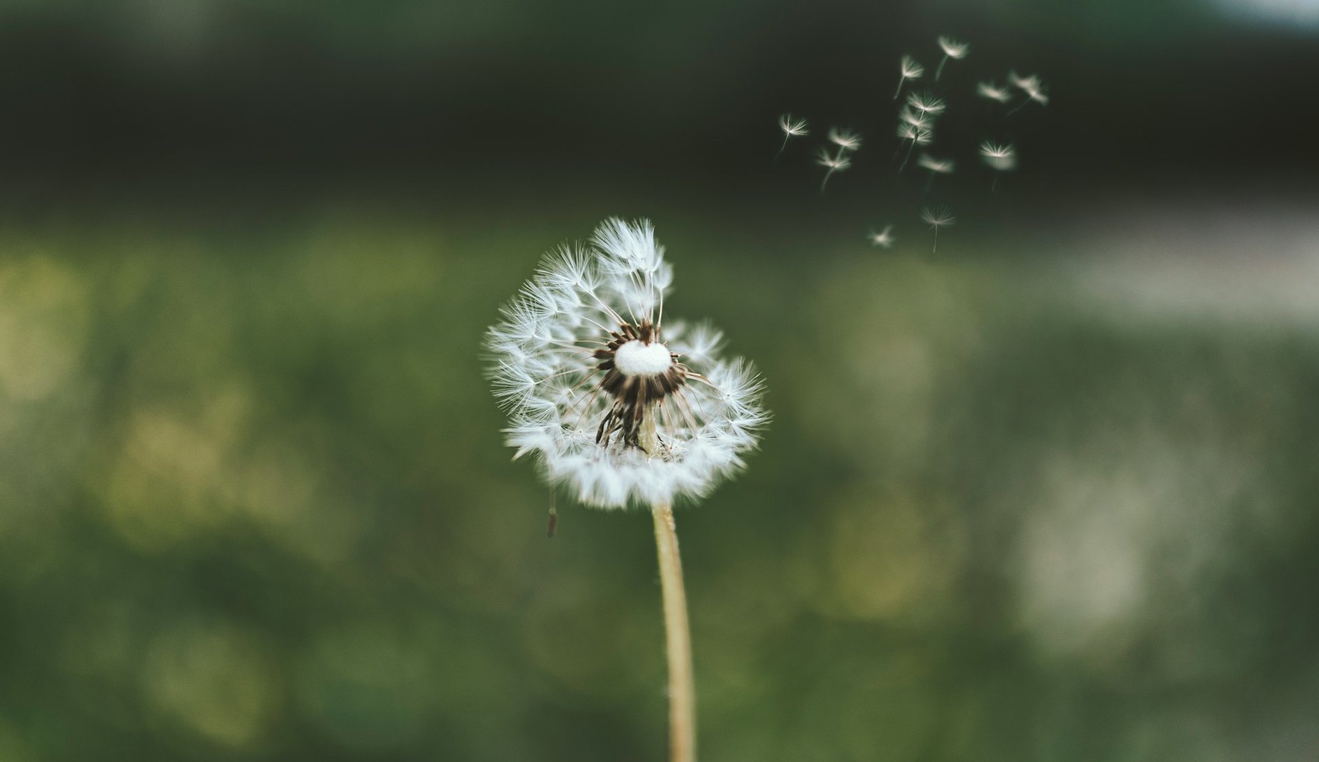 Das Bild zeigt eine weiße Pusteblume, die schon einzelne Zungenblüten verliert. Der verschwommene Hintergrund stellt eine grüne Wiese dar. 