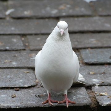 Eine weiße Taube sitzt auf einem Hausdach