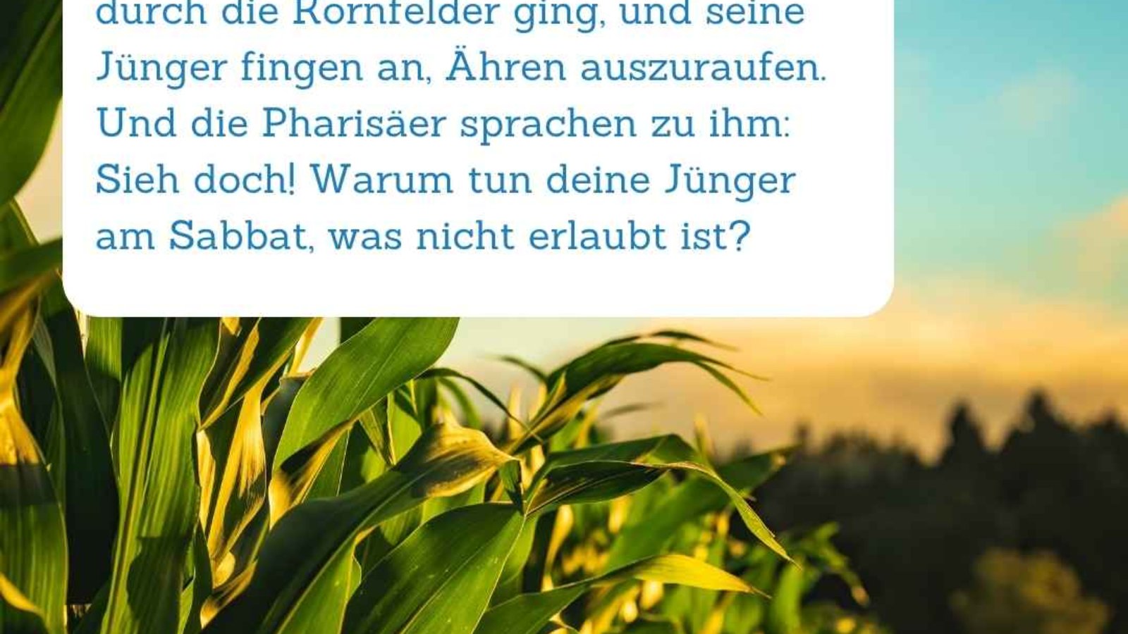 Bibelspruch im Vordergrund. Im Hintergrund ist ein Kornfeld zu sehen.