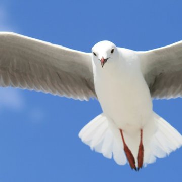 Das Foto zeigt eine weiße Taube mit ausgebreiteten Flügeln.