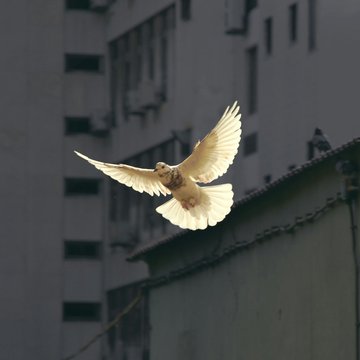 Eine weiße Taube fliegt vor einem Hochhaus.