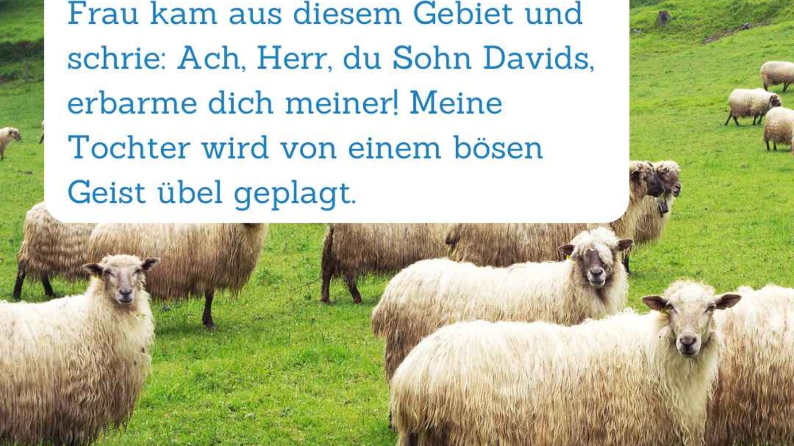 Bibelspruch im Vordergrund. Im Hintergrund sind Schafe zu sehen.