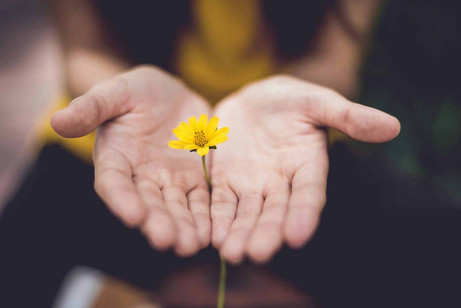Person hält zwischen ihren zwei Handflächen eine kleine gelbe Blume
