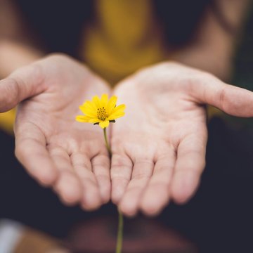 Person hält zwischen ihren zwei Handflächen eine kleine gelbe Blume