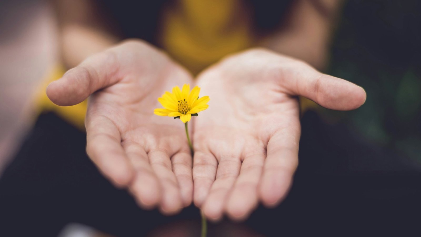 Person hält zwischen ihren zwei Handflächen eine kleine gelbe Blume