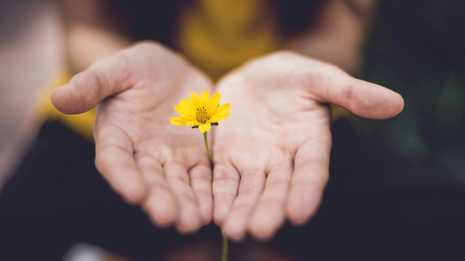 Person hält zwischen ihren zwei Handflächen eine kleine gelbe Blume