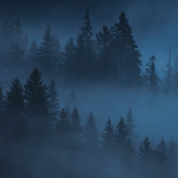 Ein Wald mit vielen Bäumen bei Dunkelheit. Nebel umhüllt sie.