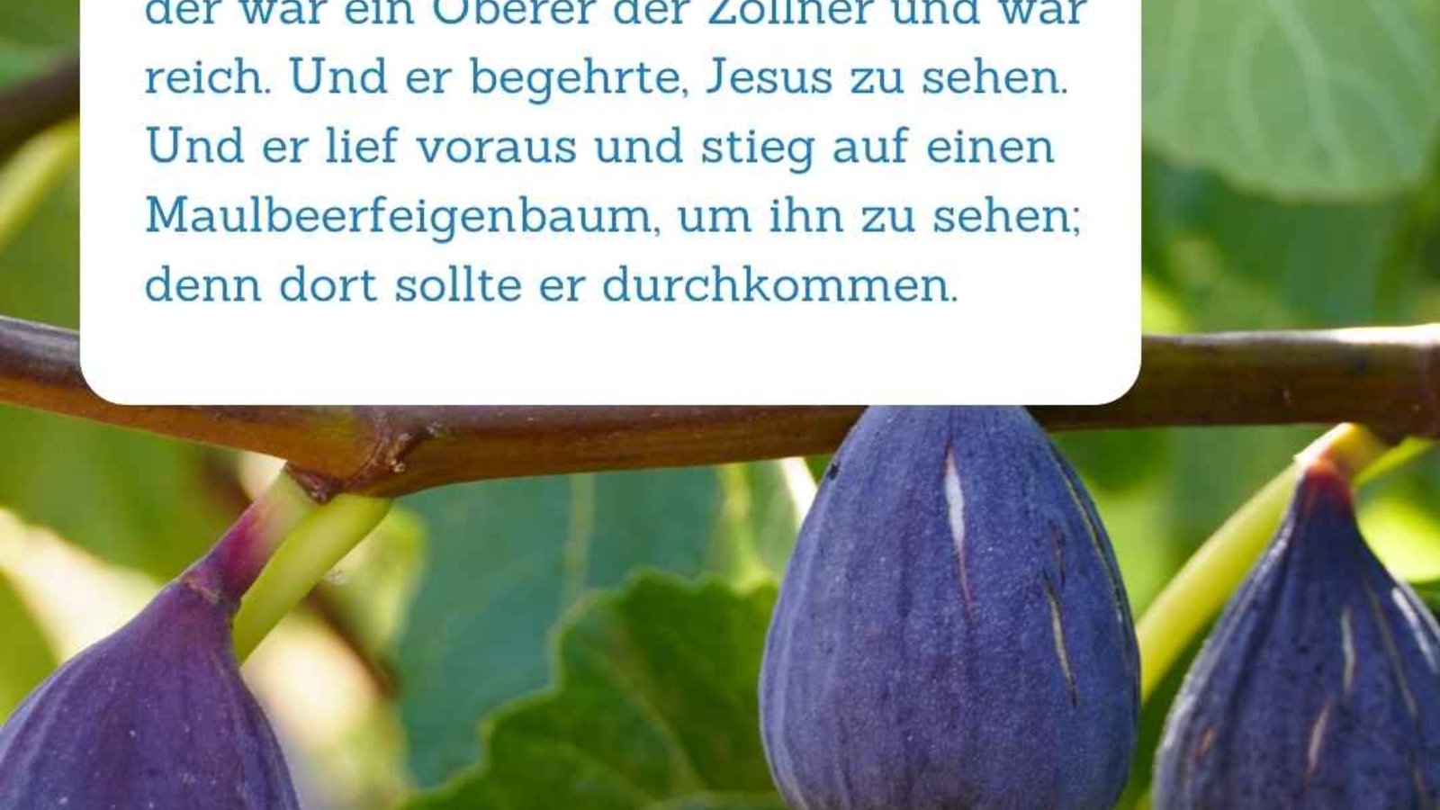 Bibelspruch im Vordergrund. Im Hintergrund befinden sich Feigen, die an einem Baum wachsen.