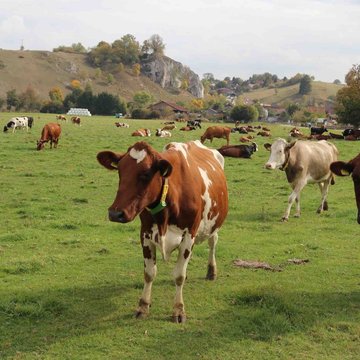 Braun und weiß gefleckte Kühle stehen auf einer grünen Wiese.