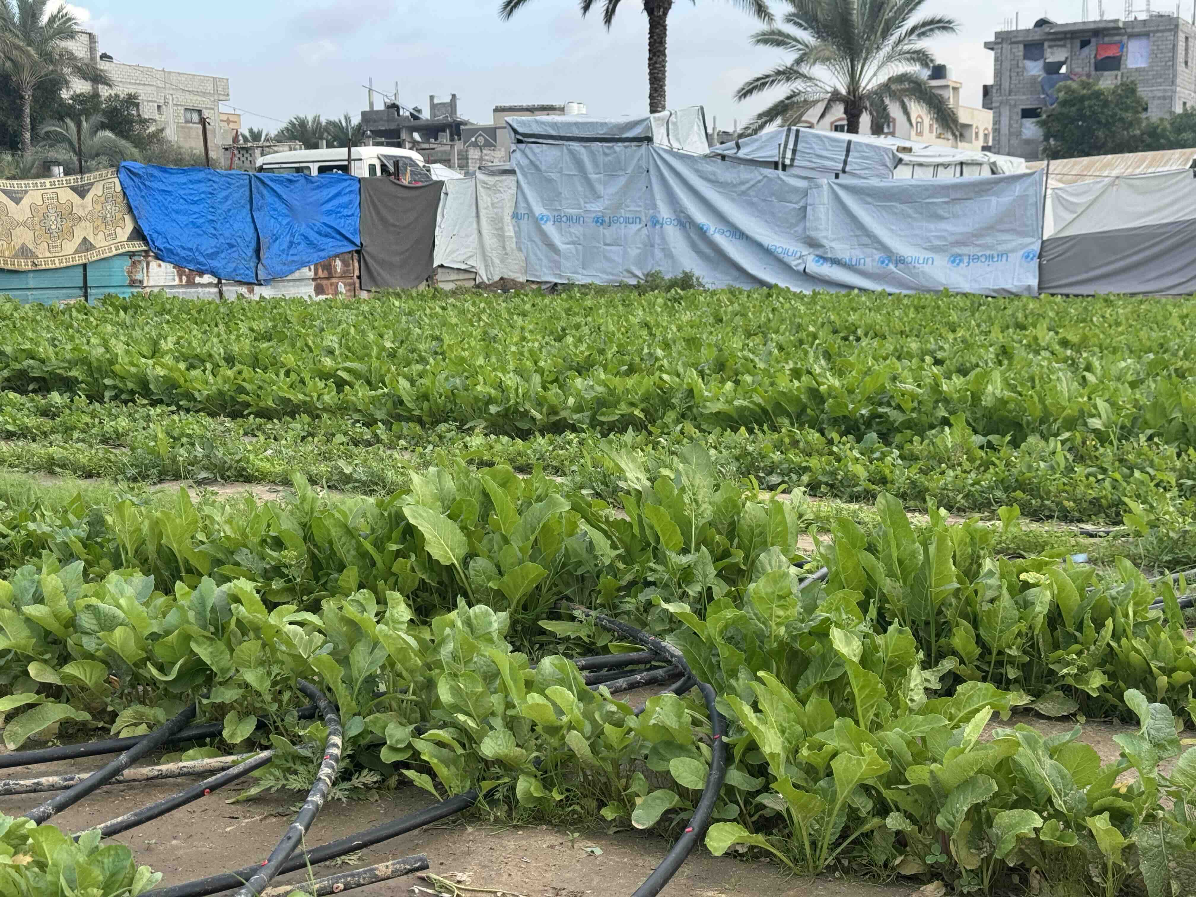 Ein Feld mit grünen Pflanzen und einer Bewässerungsanlage.