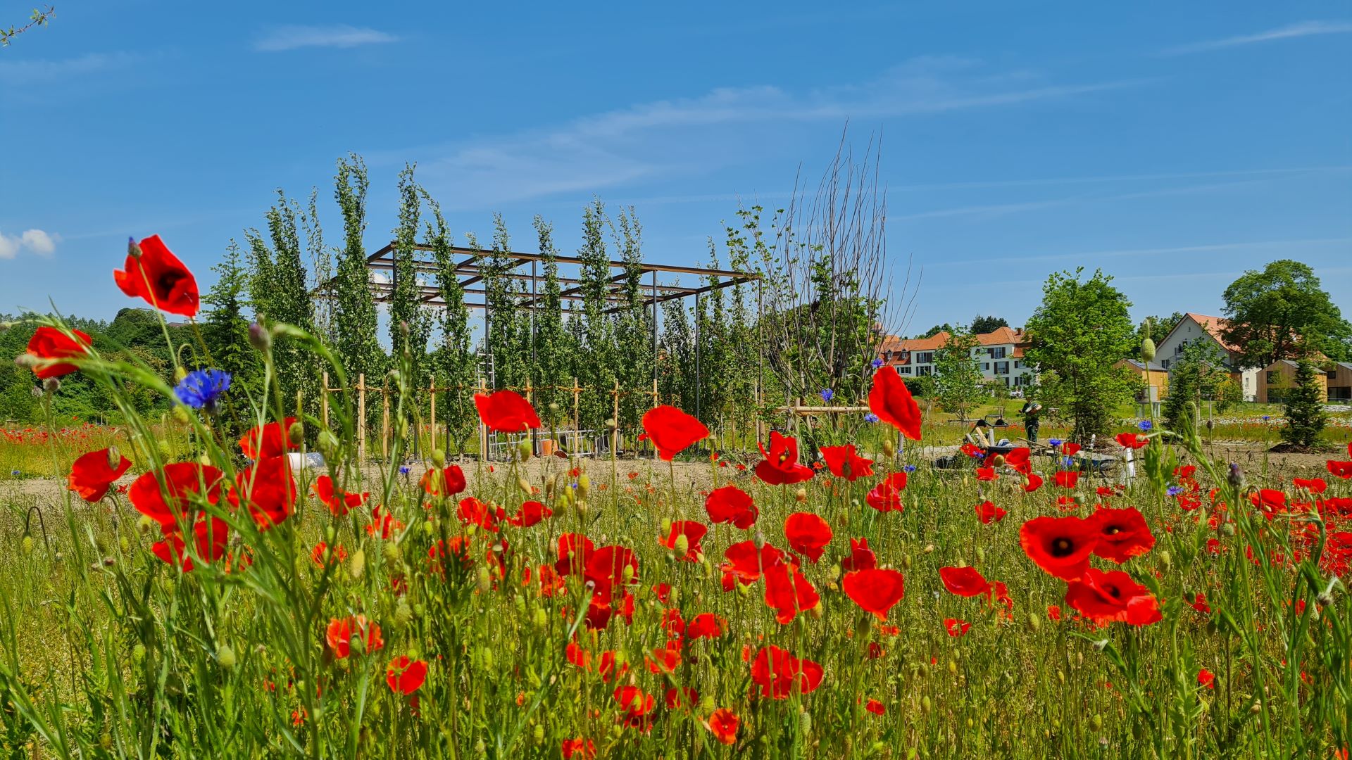 Klatschmohn vor blauem Himmel