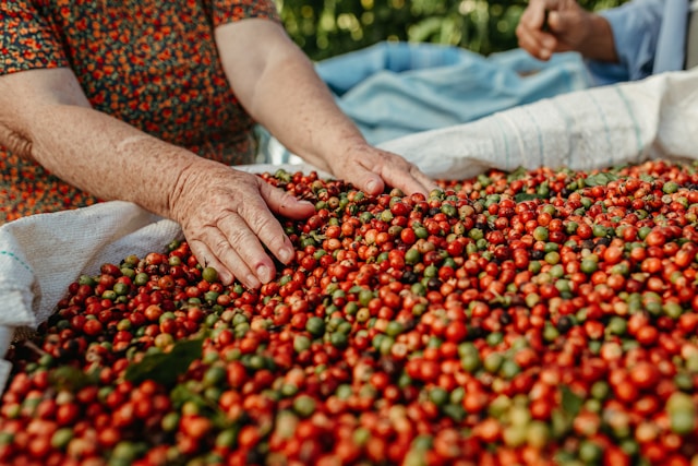 Eine Frau hält ihre Hände auf rote Kaffeekirschen in einem großen Gefäß