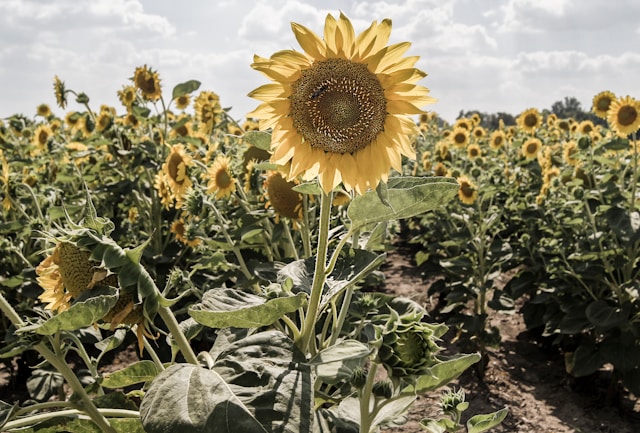 Sonnenblumenfeld