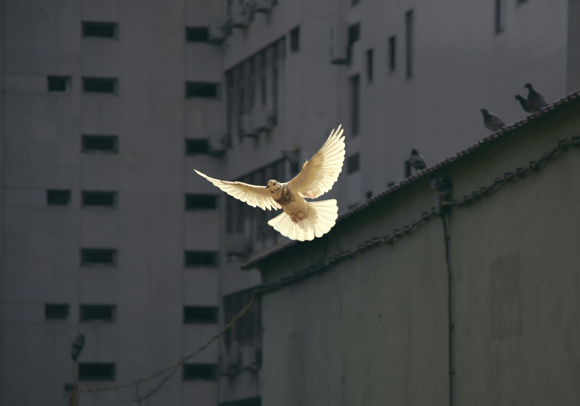 Eine weiße Taube fliegt vor einem Hochhaus.