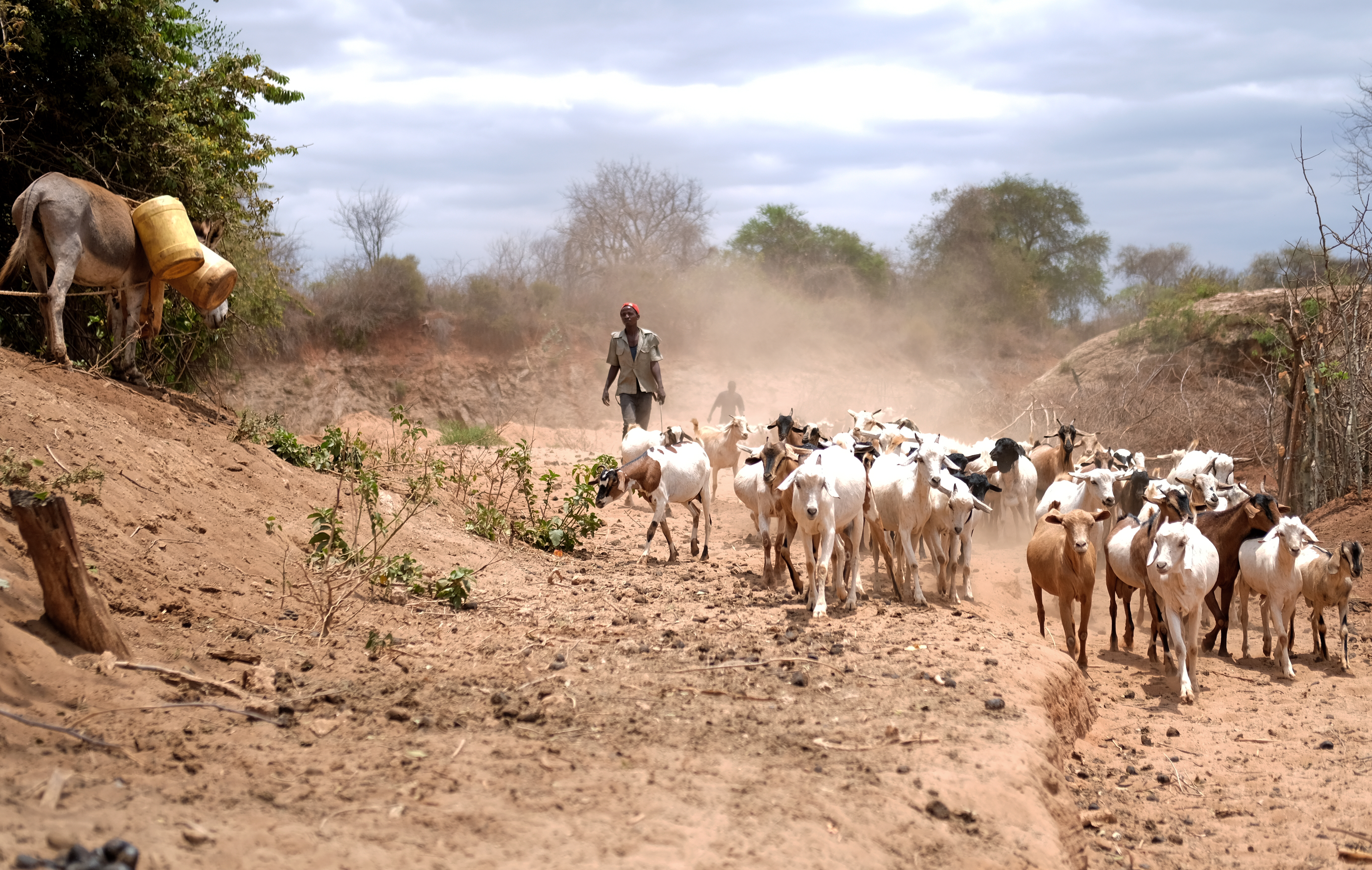 Ziegen laufen durch eine dürre Landschaft in Kenia. Am Horizont stehen Büsche. 